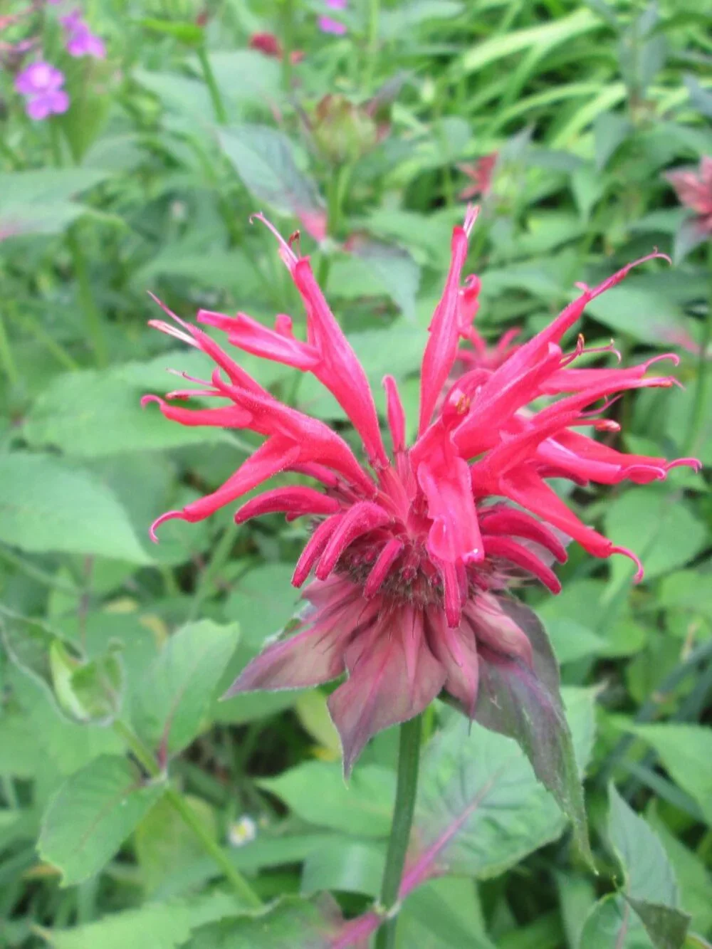 8 scarlett Red bee balm Monarda perennial live plants zone 3-8